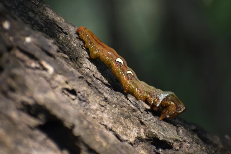 small slug is laying on the bark of a tree