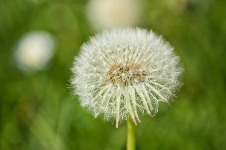 close up of a dandelion with green grass in the background