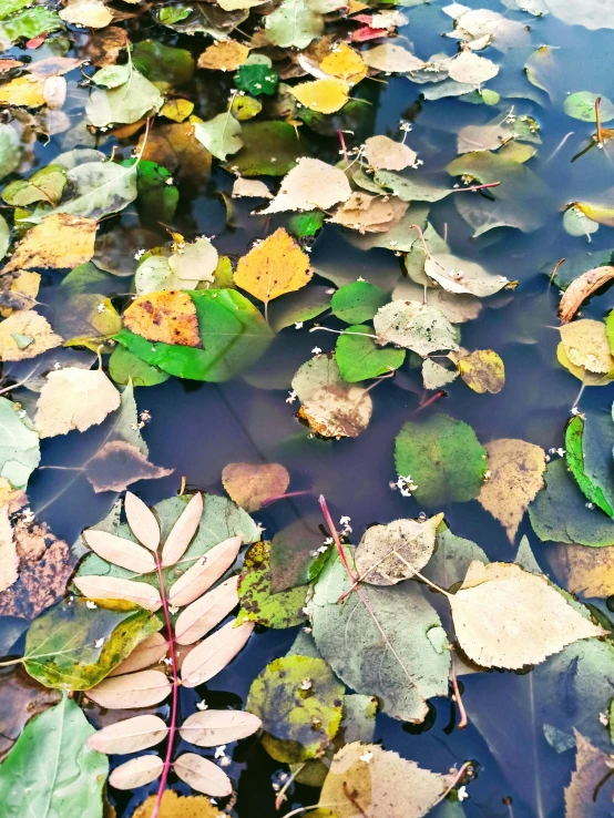 a body of water filled with lots of green leaves