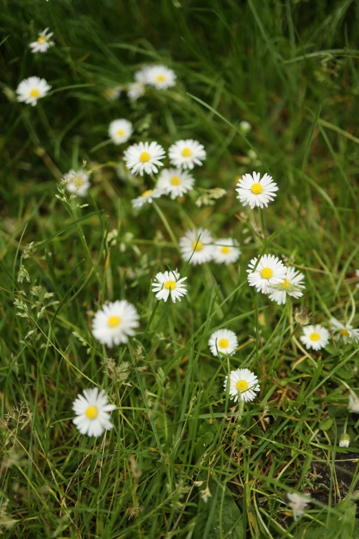 a field filled with lots of white flowers