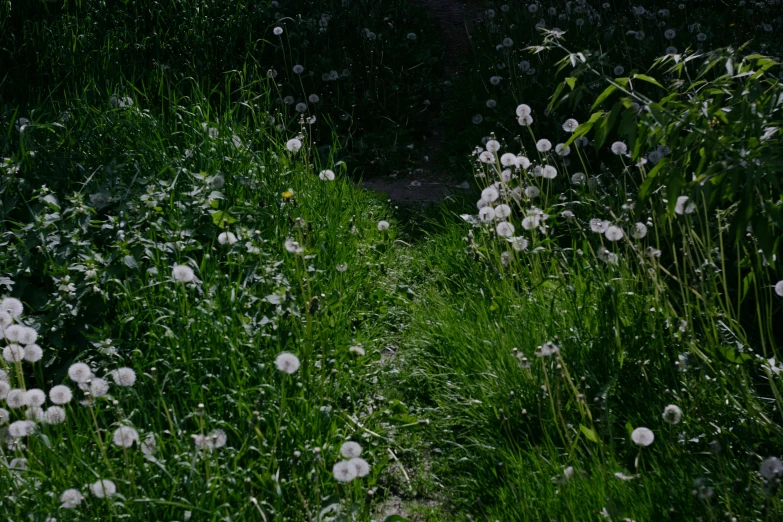 dandelions grow along an overgrown grass path in the sunlight