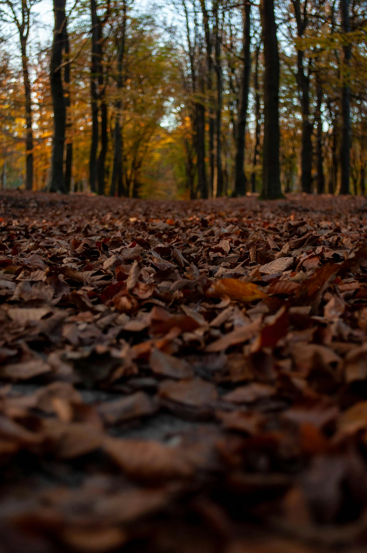 a bench sitting in the middle of some leaves