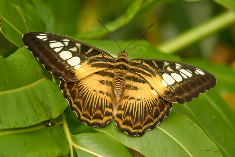 an orange and white erfly sitting on green leaves