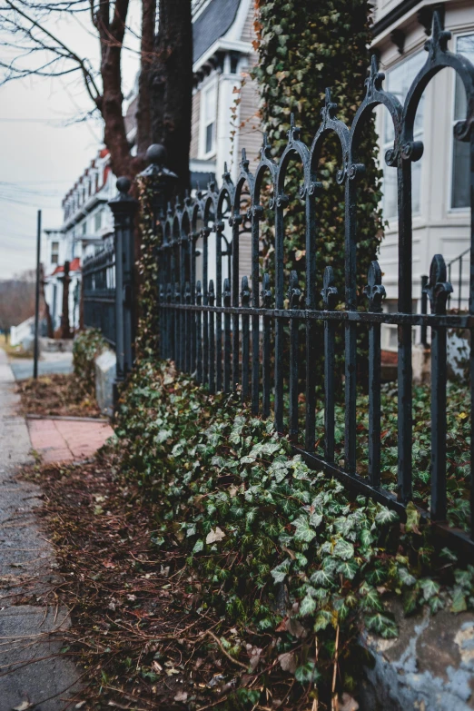 this is a gate covered with ivy on a sidewalk