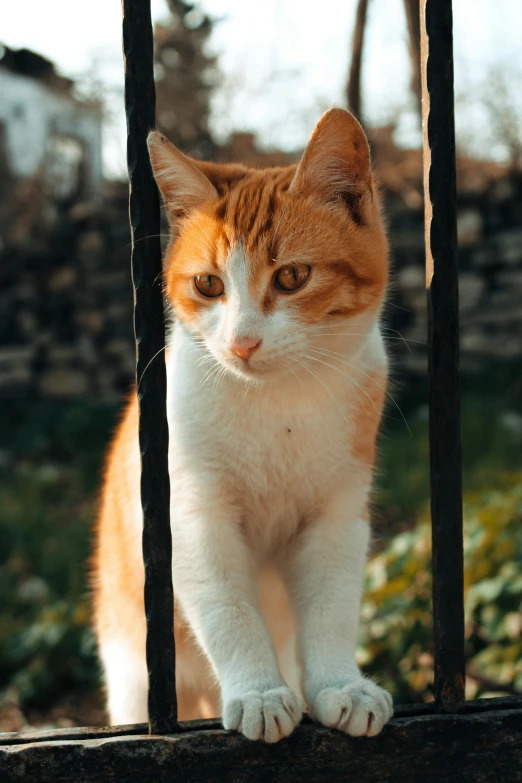the orange and white cat is sitting on a metal door