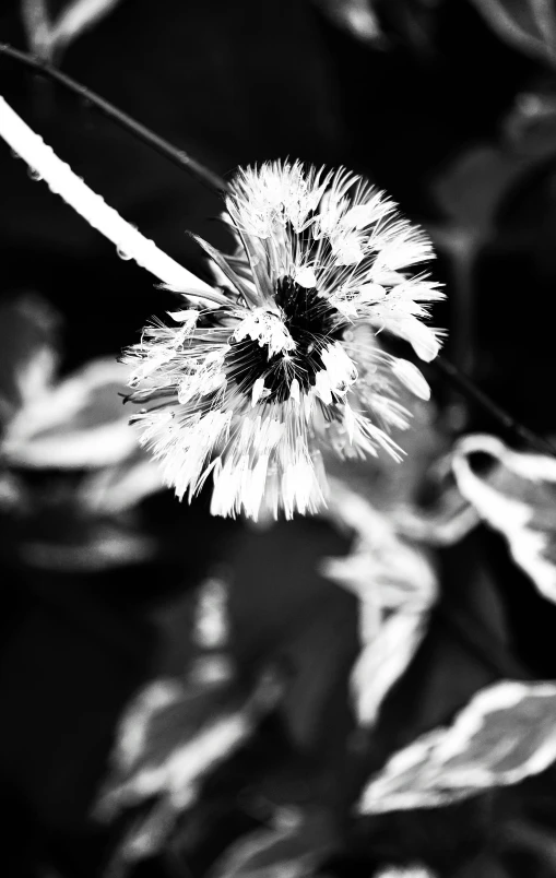 a large thistle flower sitting next to some leaves