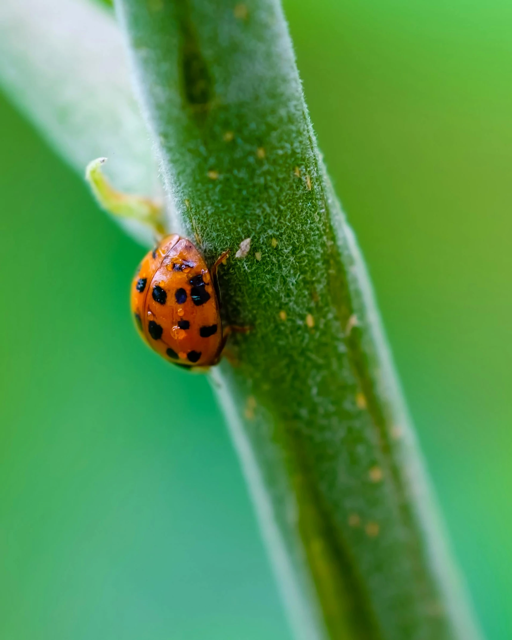 a red beetle on green leaf with grass in the background