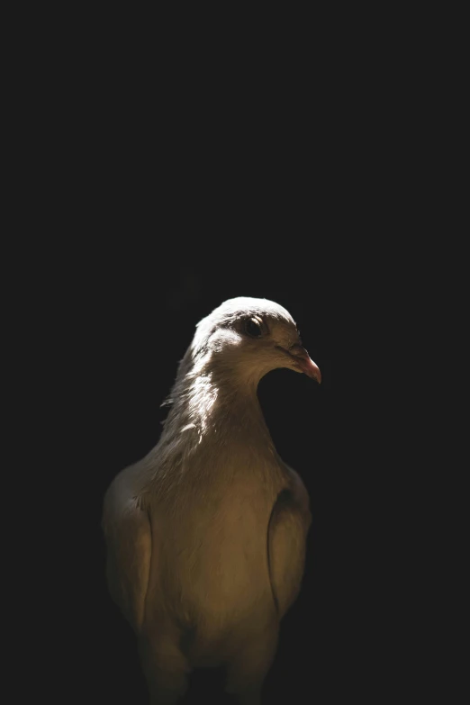 an animal that is looking straight up at the sky