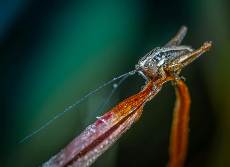 the colorful insect is hanging upside down on a stick