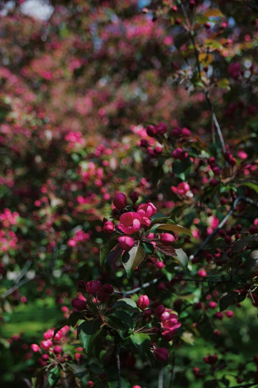 a tree with red flowers and leaves in the nches