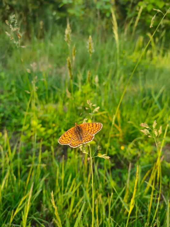 a erfly sits on a small piece of green foliage