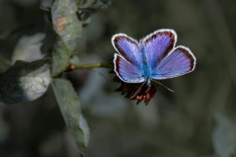 a blue erfly sitting on top of a flower