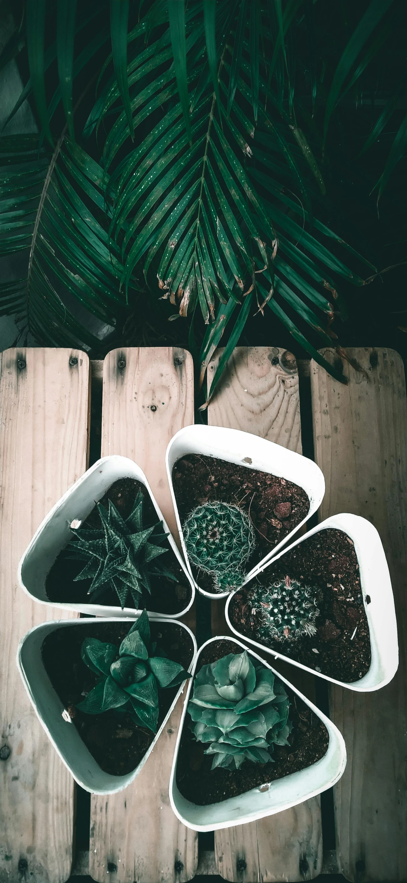 four plastic trays containing various herbs on top of a wooden table