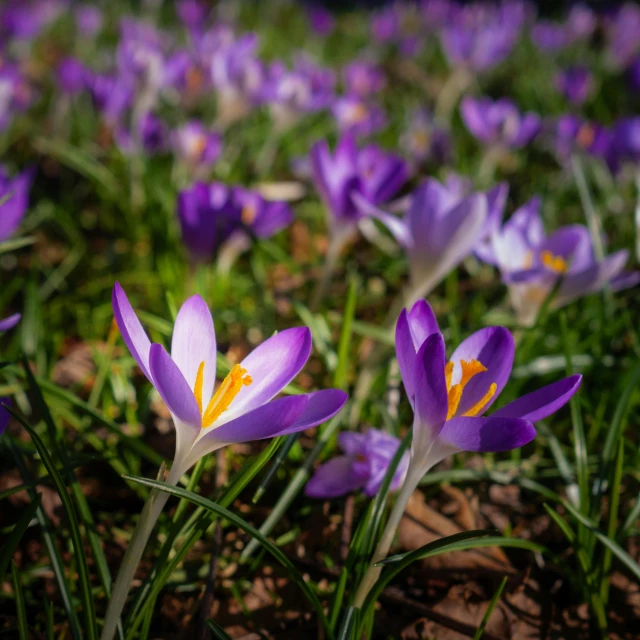 some purple flowers laying on top of the grass