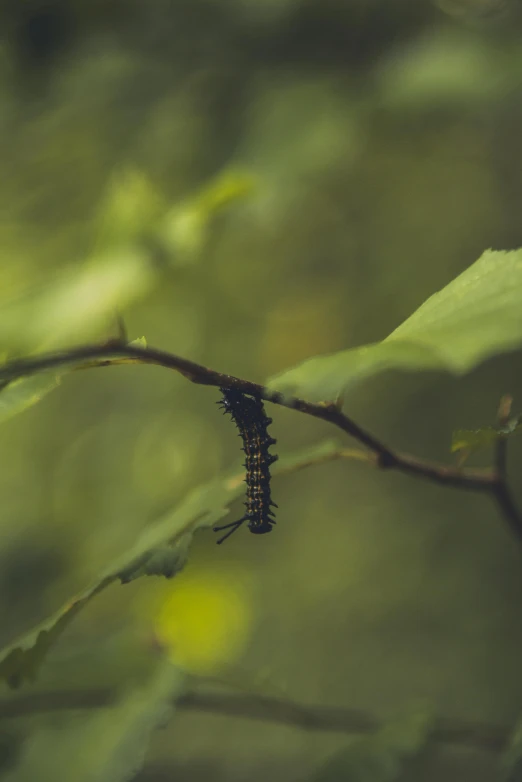 an insect on a nch of a tree