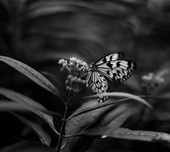 erfly resting on flower while staring at soing