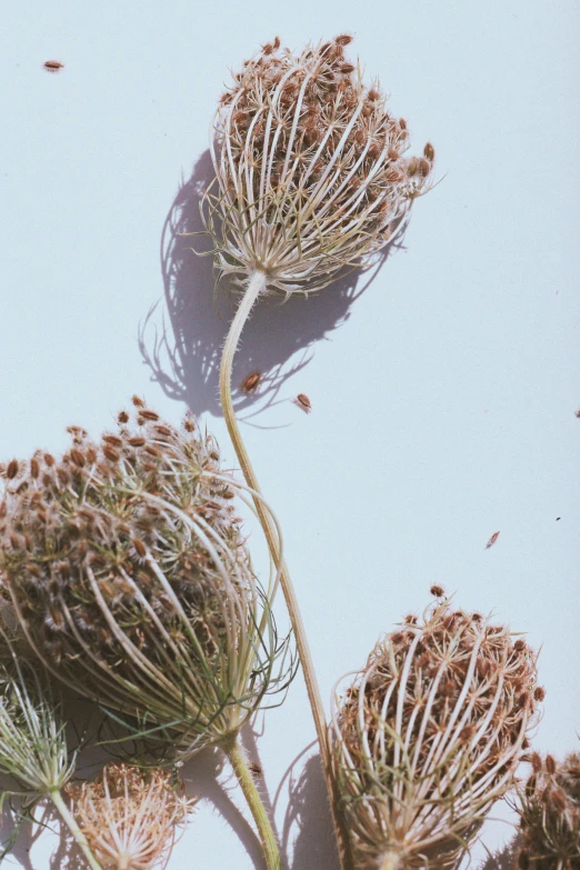 a bunch of flowers sitting next to each other