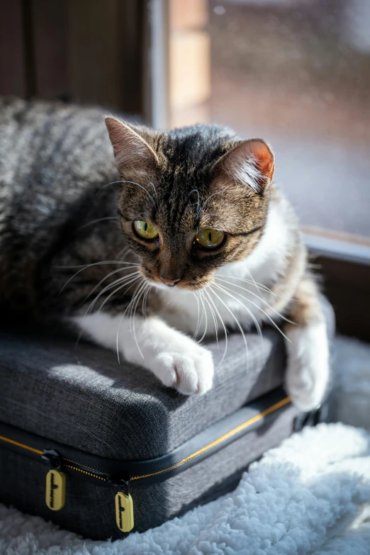 a cat that is laying on a suitcase