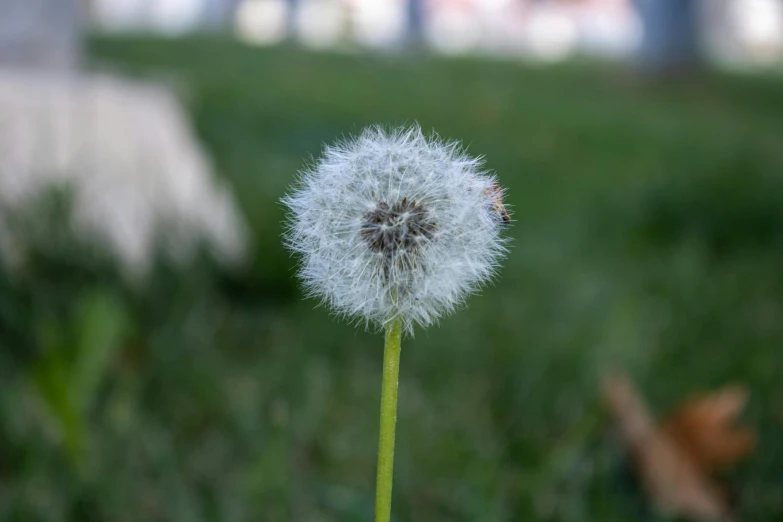 the dandelion is on a very tall plant