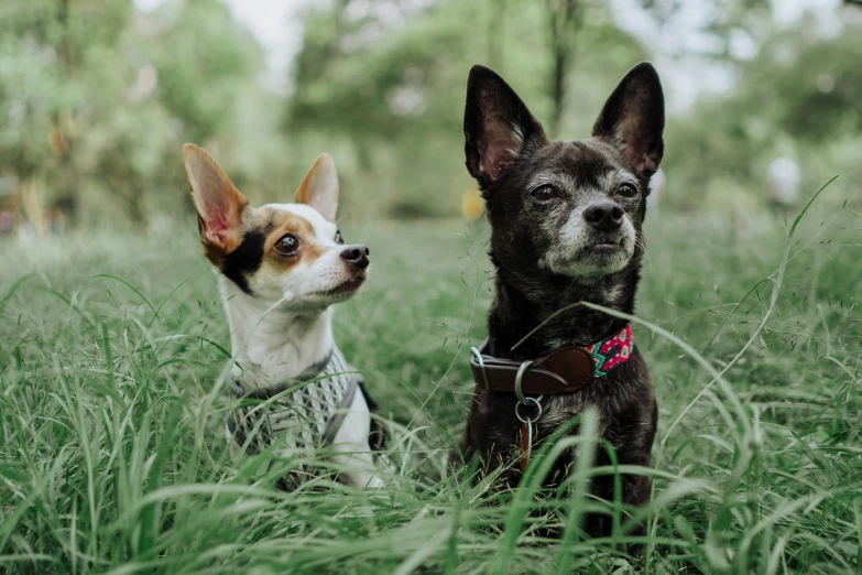 two small dogs are sitting in the grass