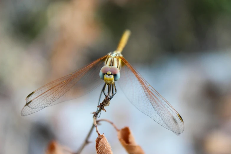 a dragon flys low on top of a plant stem