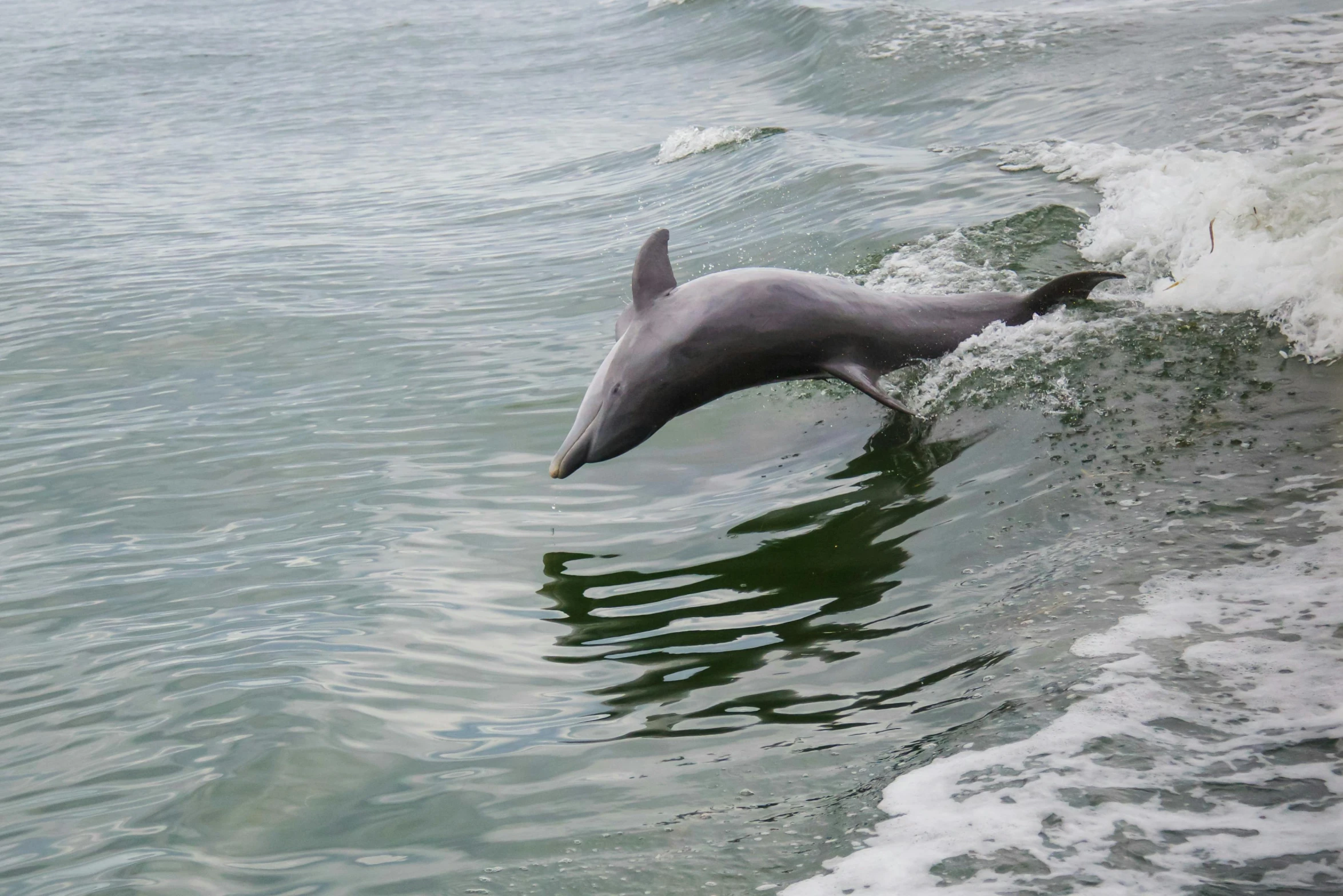 a dolphin is jumping out of the water