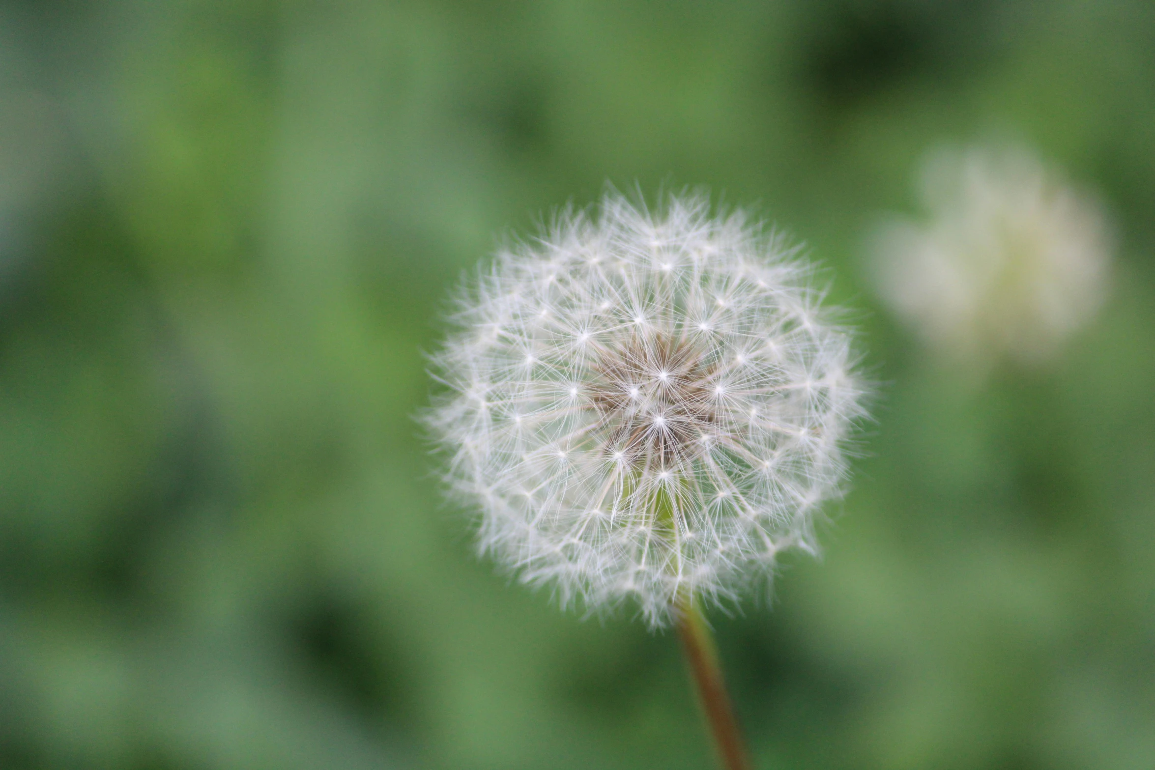 a large white dandelion in front of a blurred background