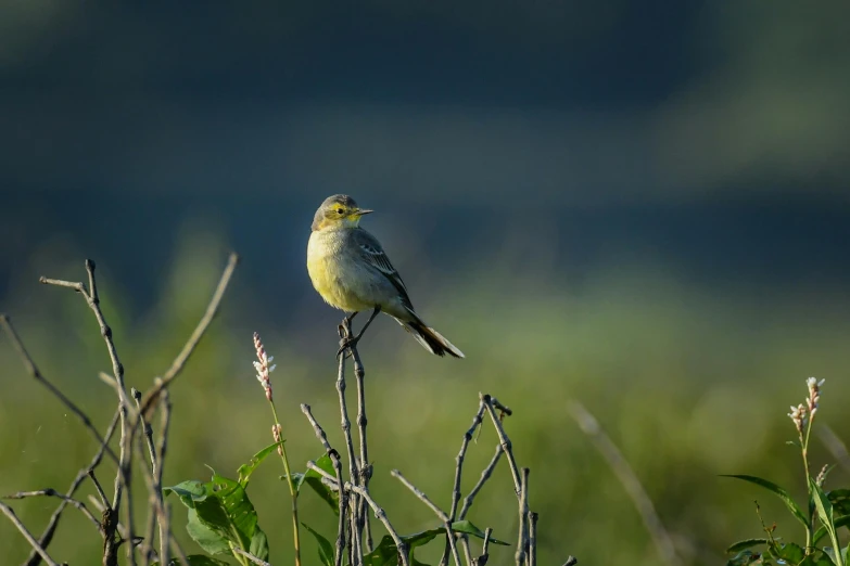 small green bird perched on nches looking off in distance