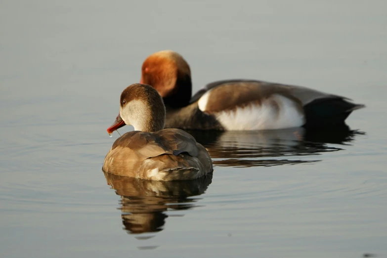 two ducks swimming across a body of water