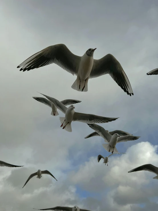 seagulls flying together in the air during a cloudy day