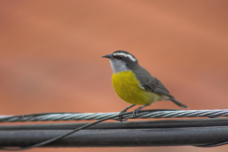 the yellow and gray bird is standing on a wire