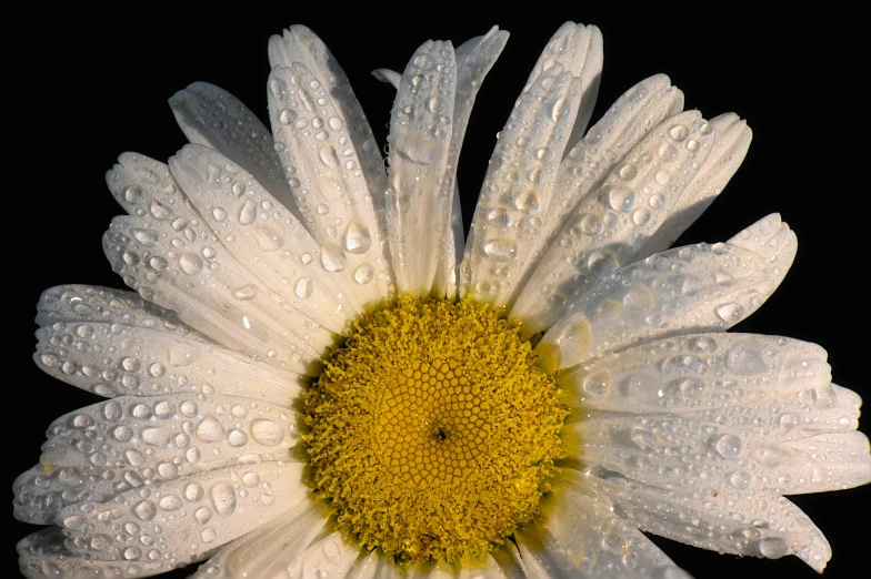 a single daisy with drops of rain sitting on a table