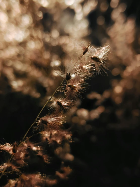 dried, leafed plant in front of a blurred background