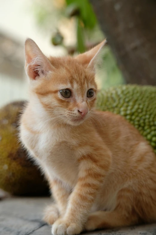 there is a small orange kitten sitting on the ground