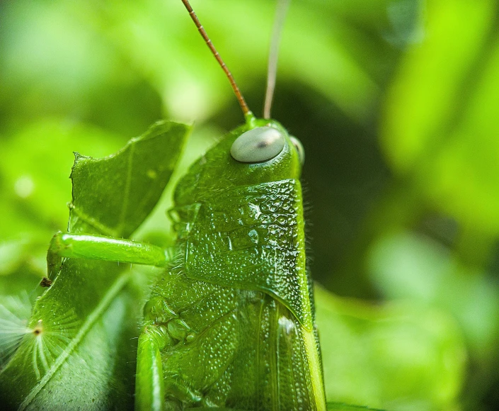 a close - up image of a bug or mantisthes with drops of water on its body