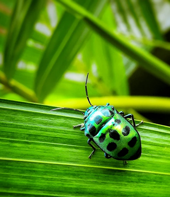 a blue beetle is sitting on a leaf