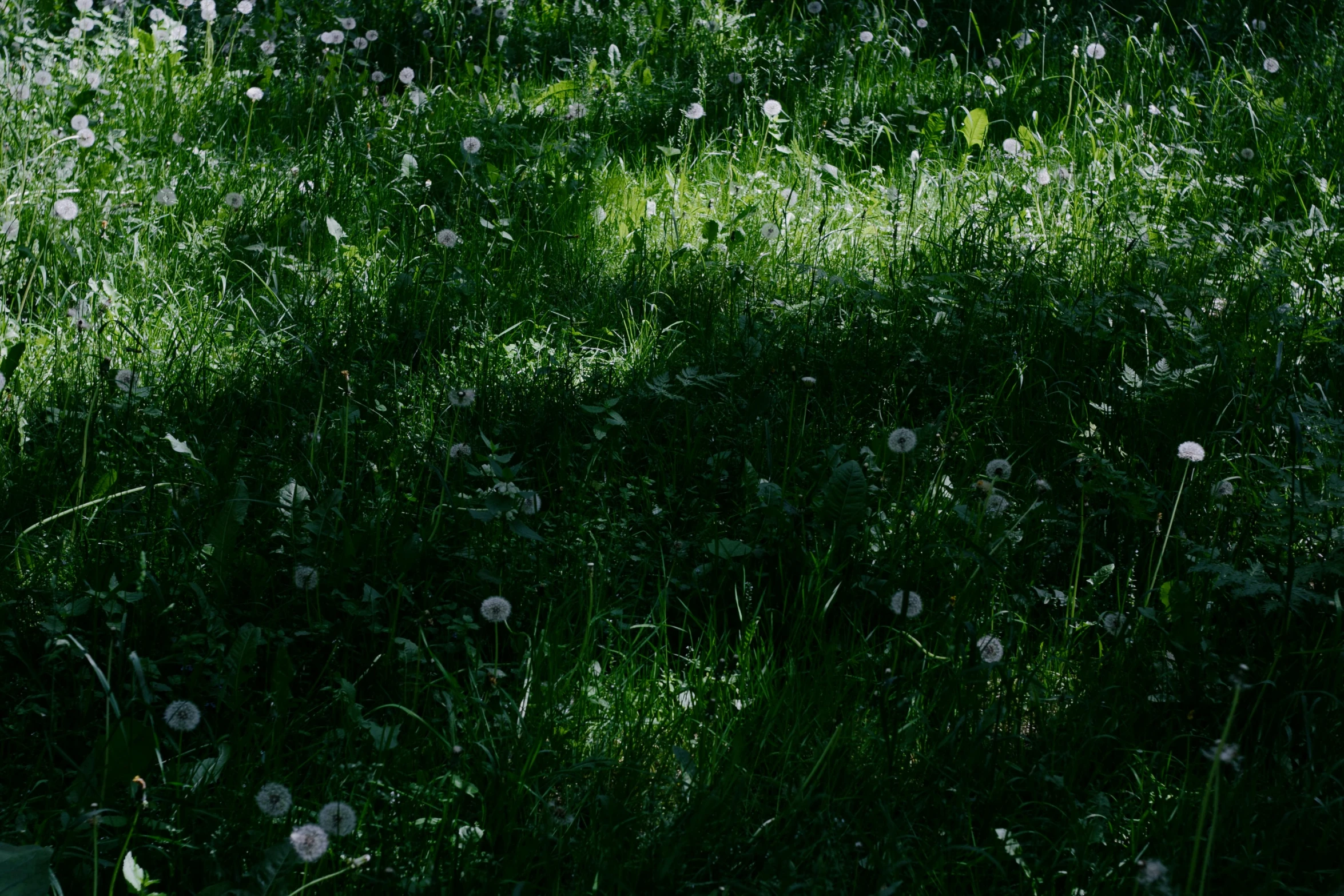 the sun is casting a shadow on a field full of grass