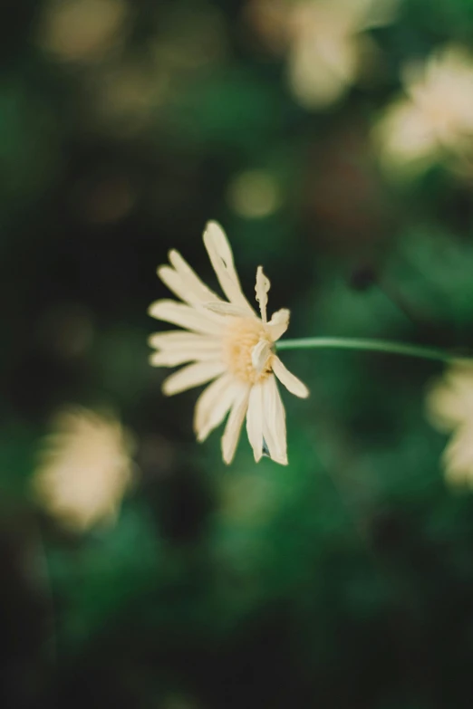 a close - up view of a white daisy in bloom