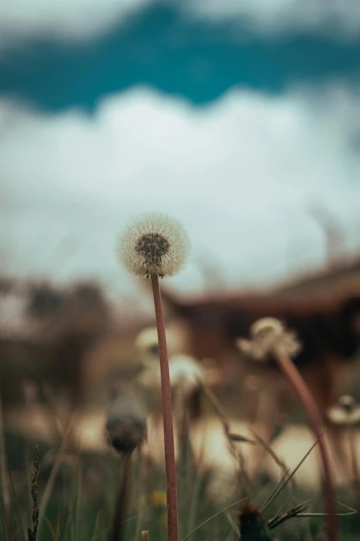 a dandelion that is on top of a stick