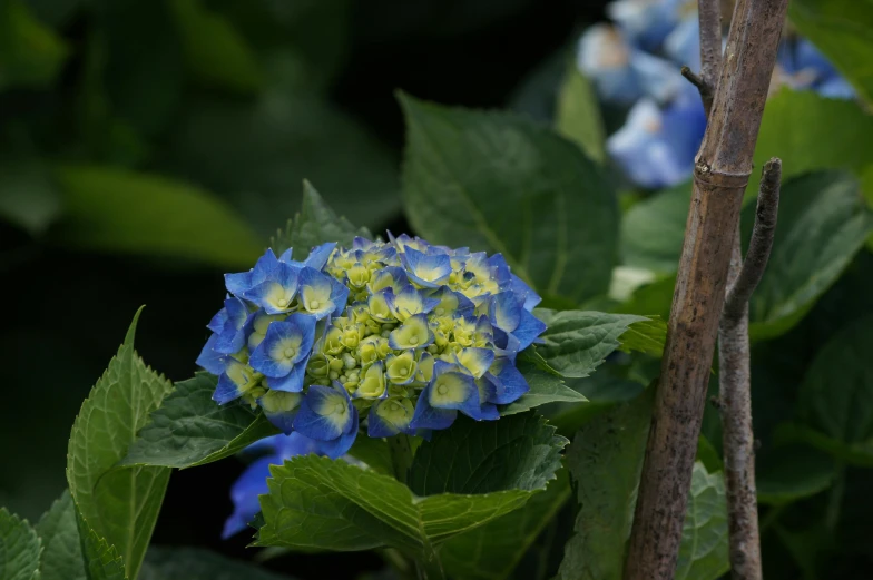 a blue and yellow flower blooming on top of green leaves