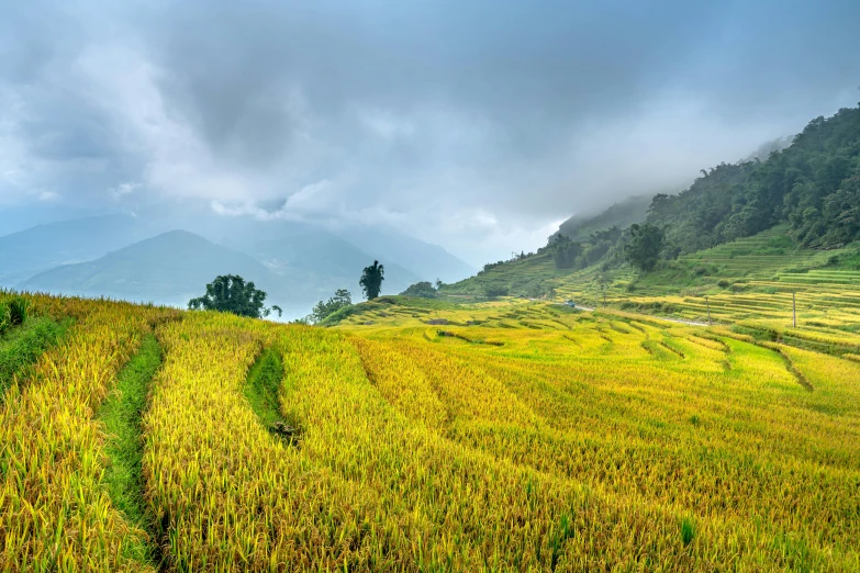 grassy hillside with trees and clouds above