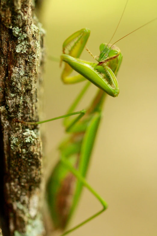 an ornate green praying mantisse looks into the camera