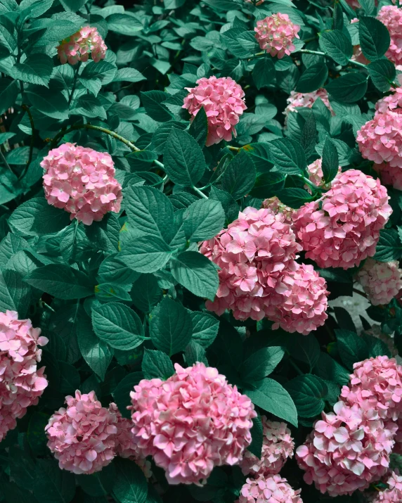 pink flowers in full bloom on the bush outside