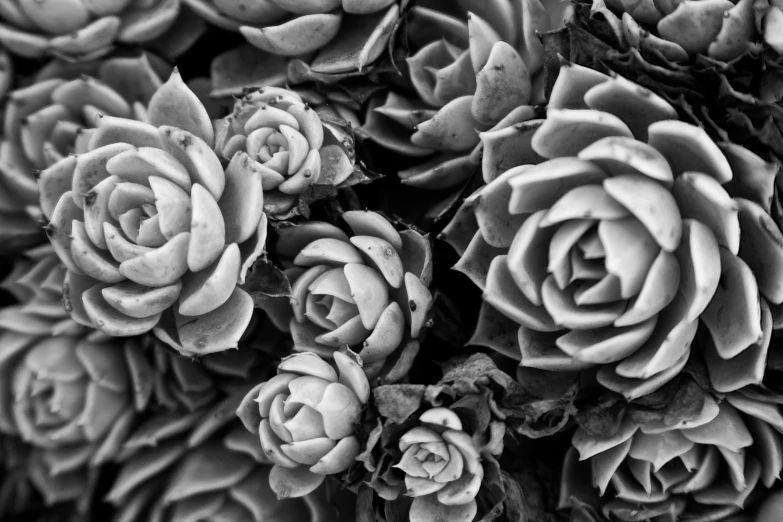 a bouquet of flowers, which include red rose