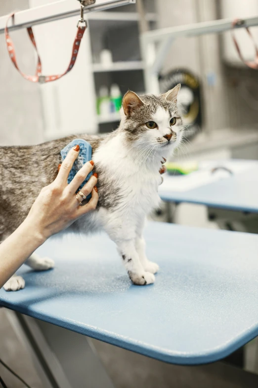 a white and grey cat on a blue table being groomed