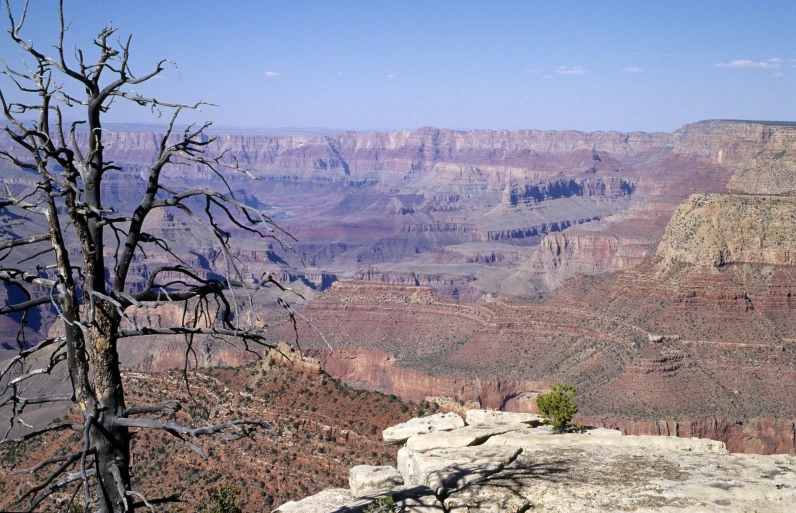 a bare tree sits atop of a cliff