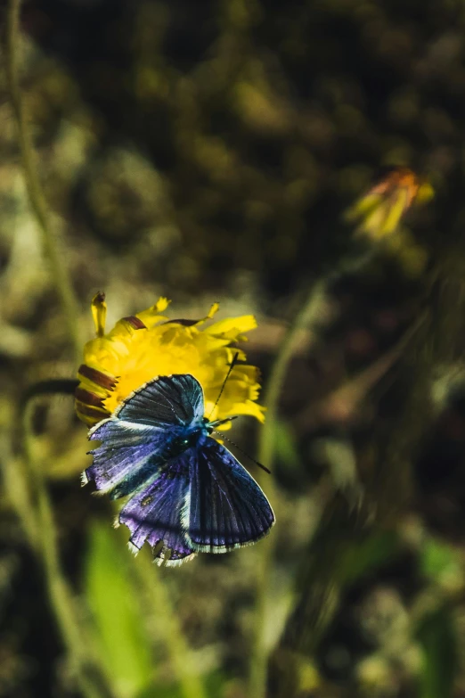 a blue and black erfly is resting on some flowers
