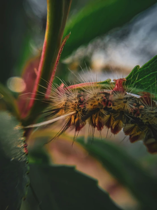 the caterpillar is very green on this plant