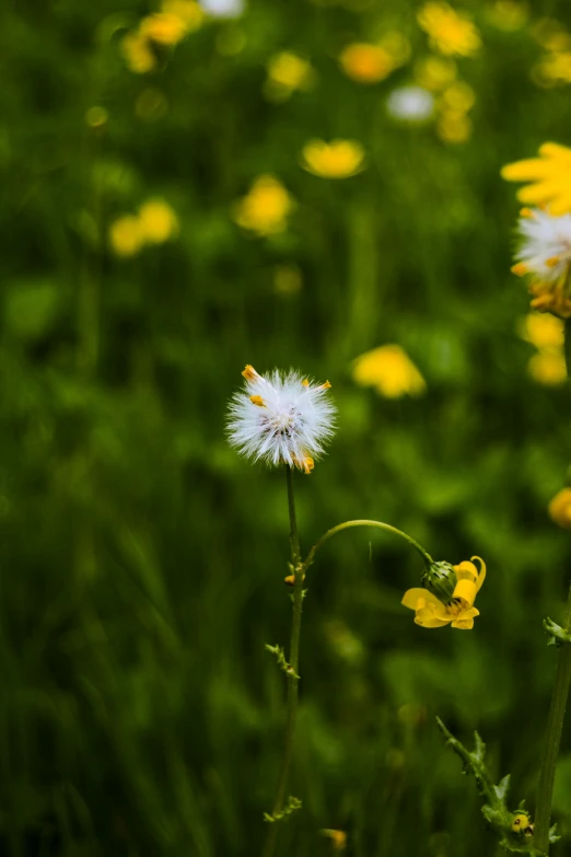 several flowers in the grass near one another