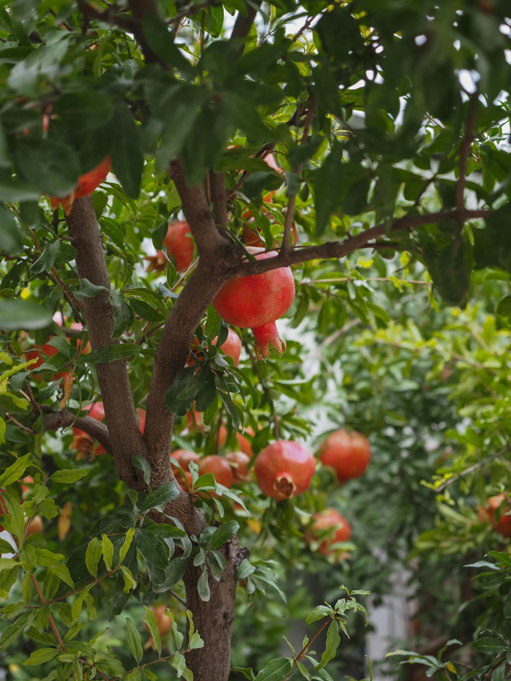 a view of a tree full of orange fruits from the ground